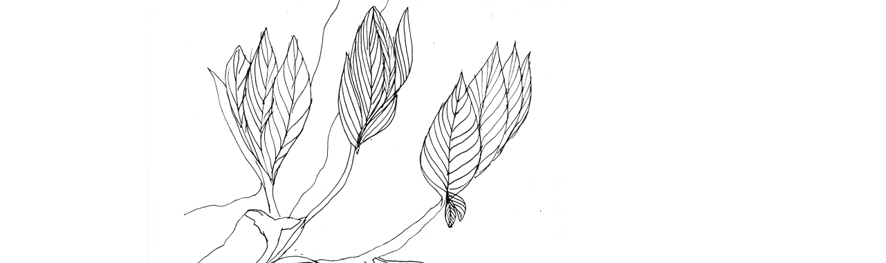 pianta
