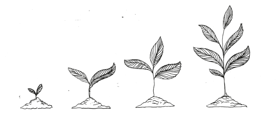 piante
