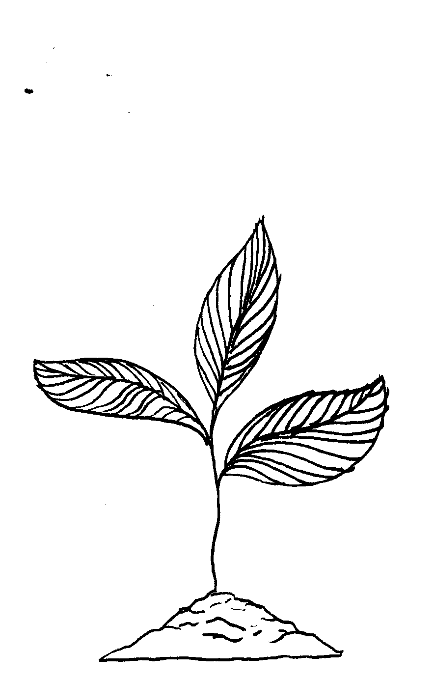 tea 1