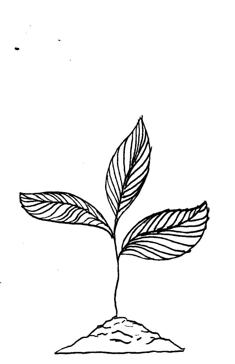 tea 1